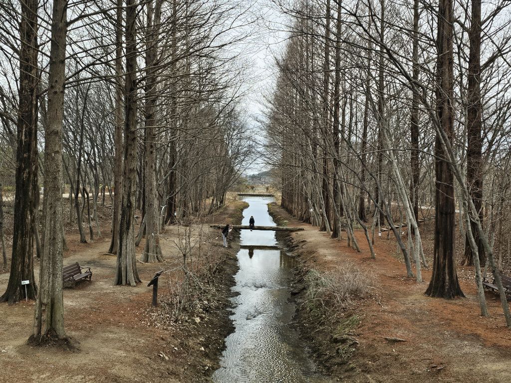 천년숲 이미지