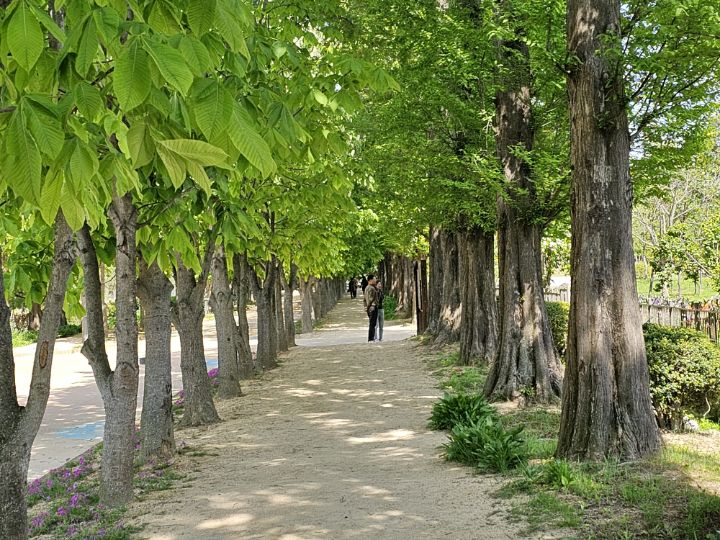천년숲 이미지