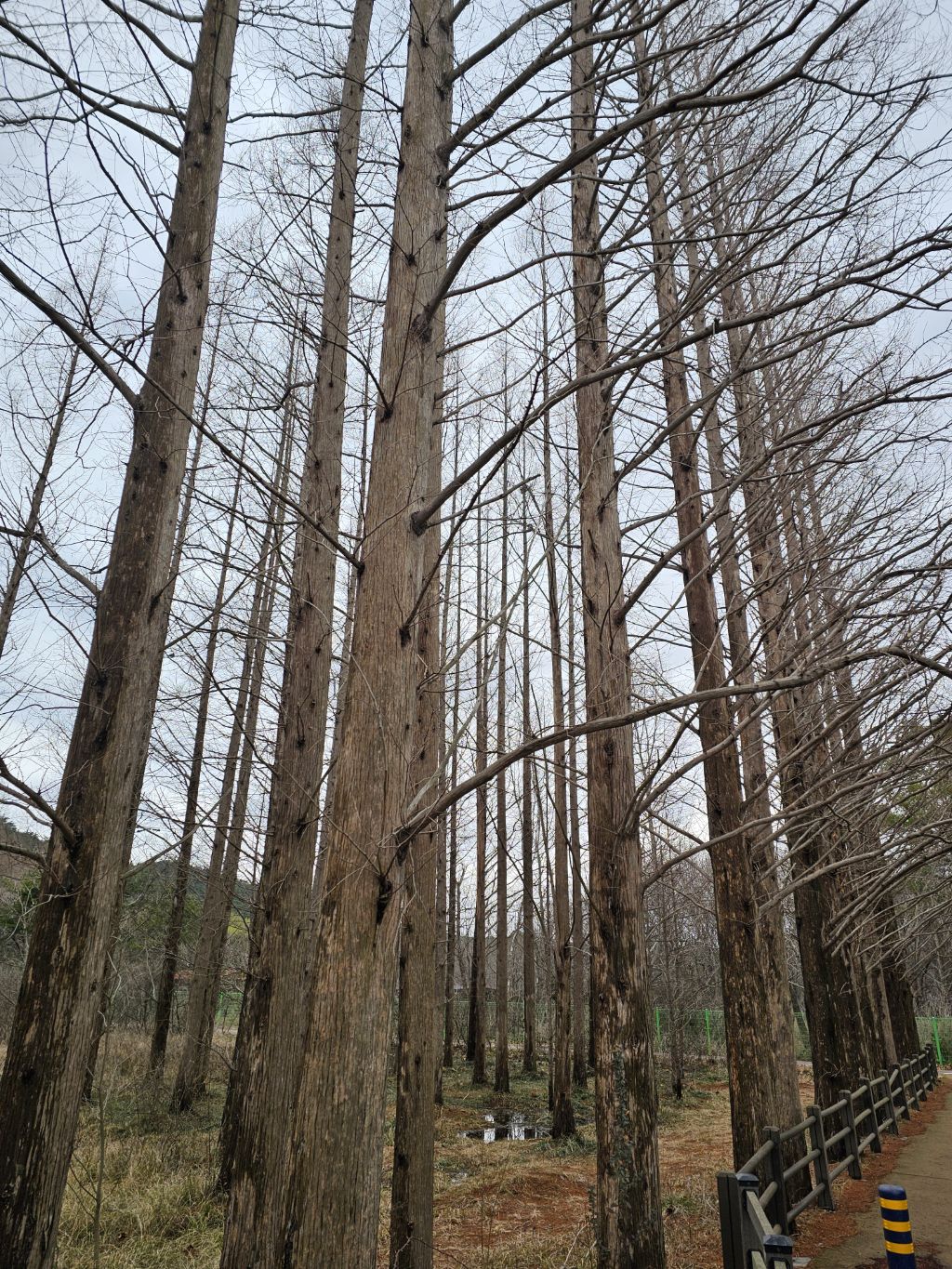 천년숲 이미지