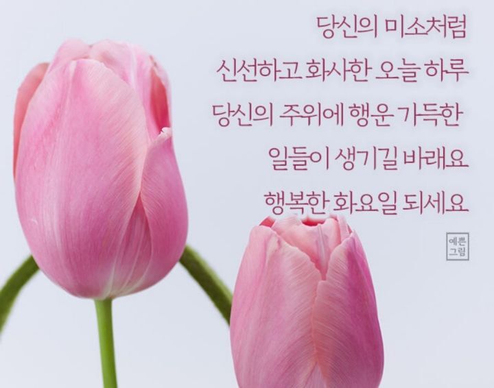 화요일 이미지