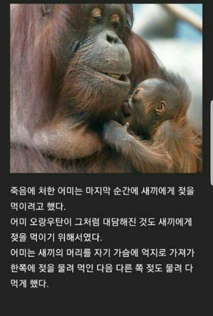 모성애 이미지