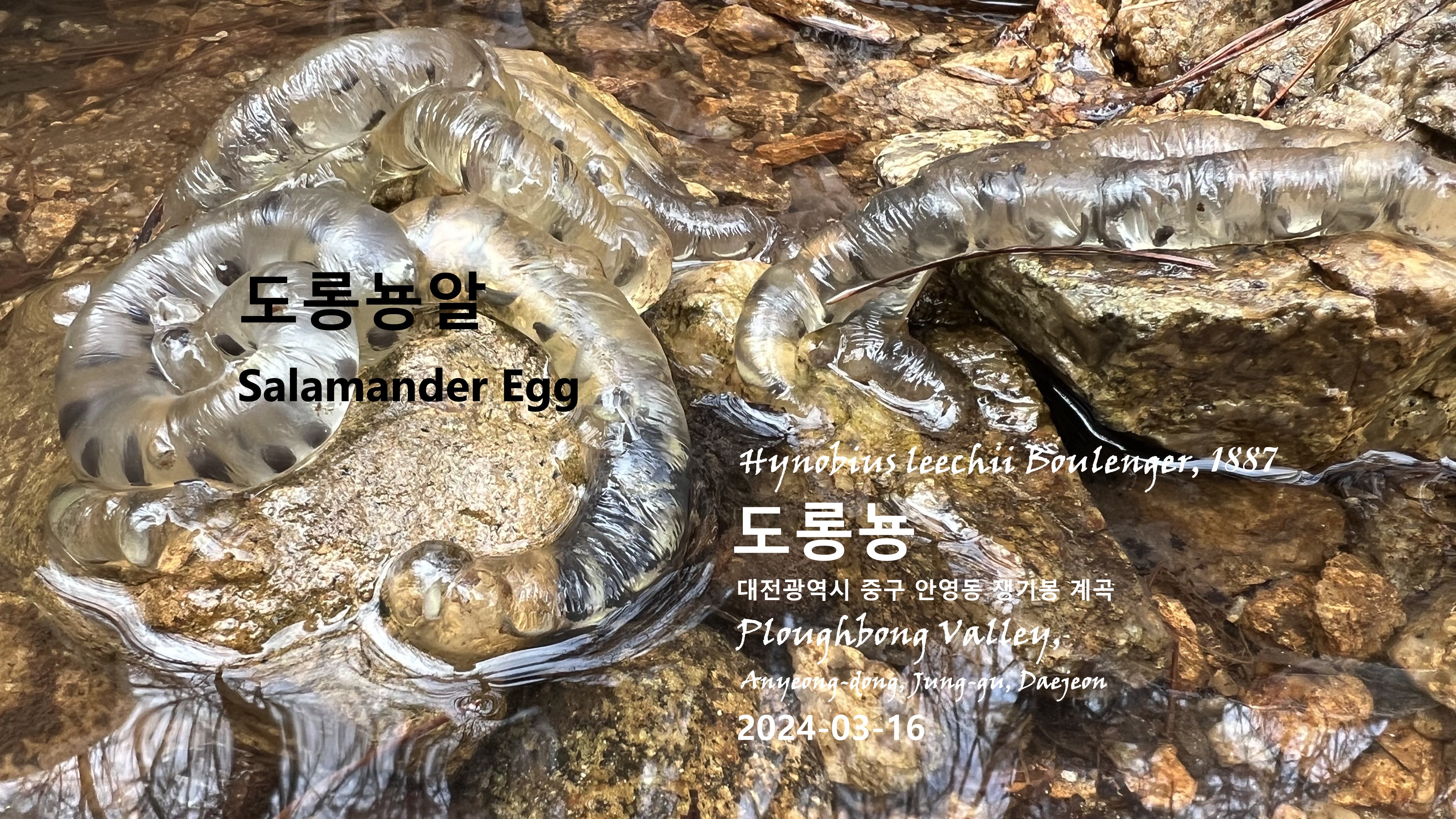 쟁기봉 이미지