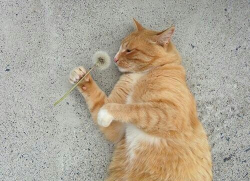 낭만고양이 이미지