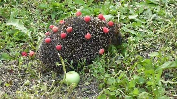 조선의 오이 도둑, 고슴도치 | 인스티즈
