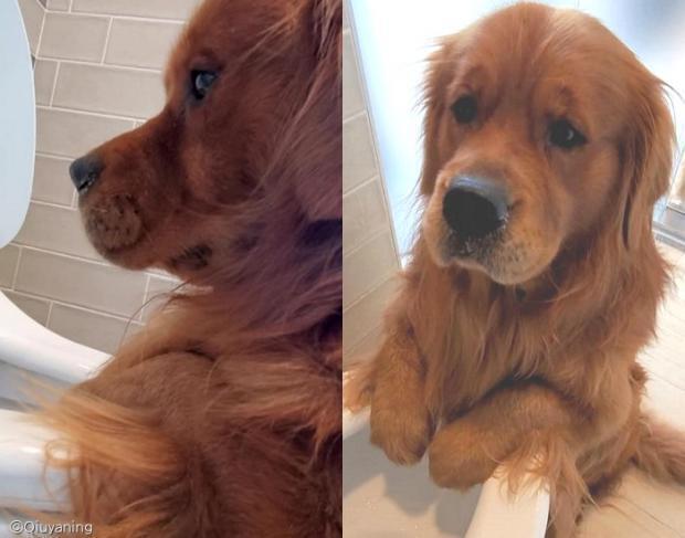 멍멍이에게 장난감이 변기 물에 떠내려갔다고 하자... | 인스티즈