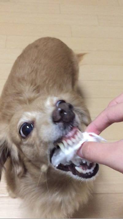 솜사탕 이미지