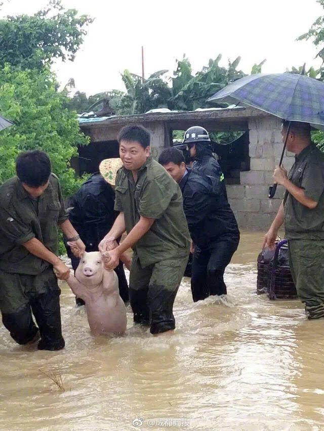 돼지 이미지