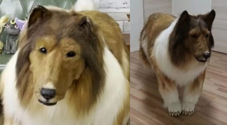 "진짜 개 같네" 2200만원 들여 개가 된 男 | 인스티즈