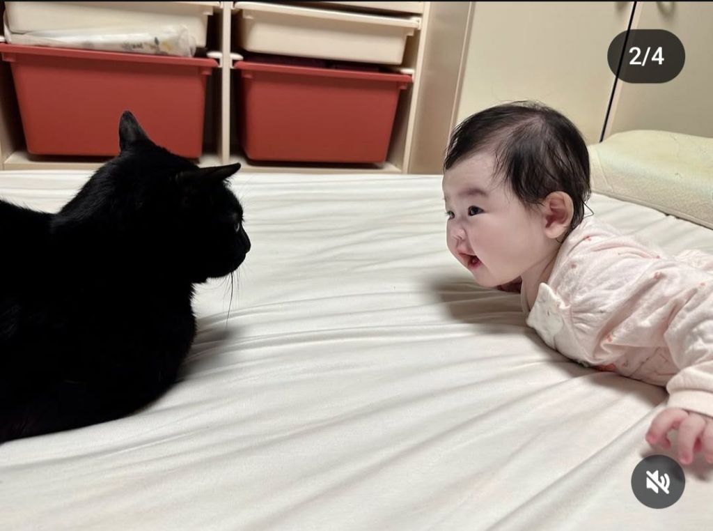 다홍 이미지