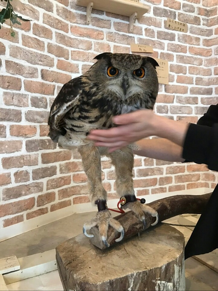 부엉이 이미지