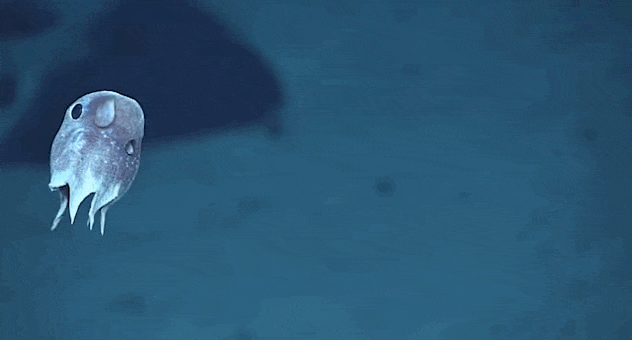 귀여운 심해 생명체 '덤보문어' | 인스티즈