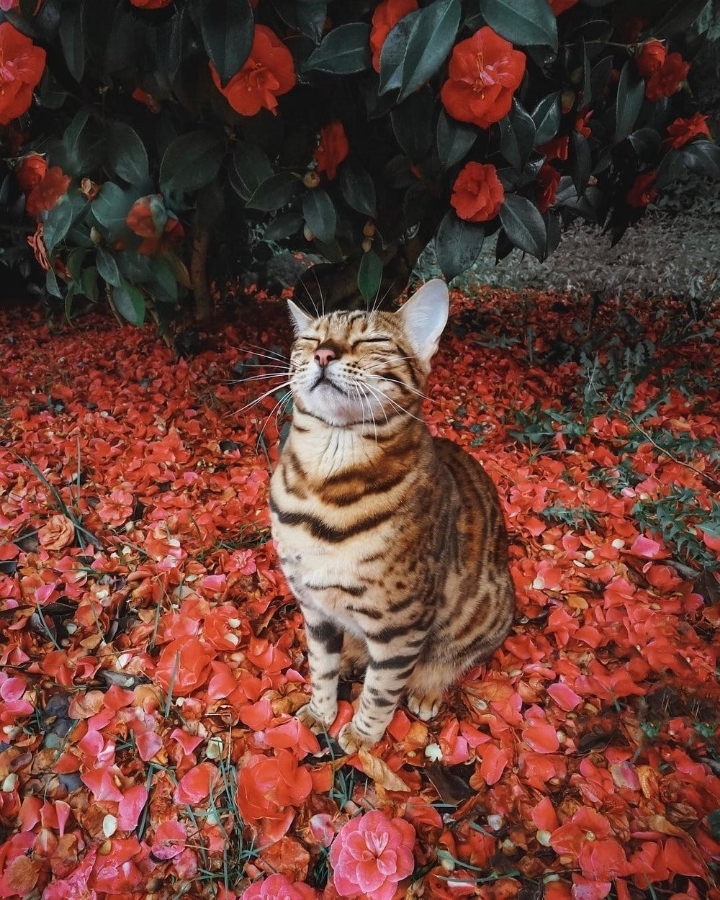 주인과 세계 여행다니는 뱅갈고양이 | 인스티즈