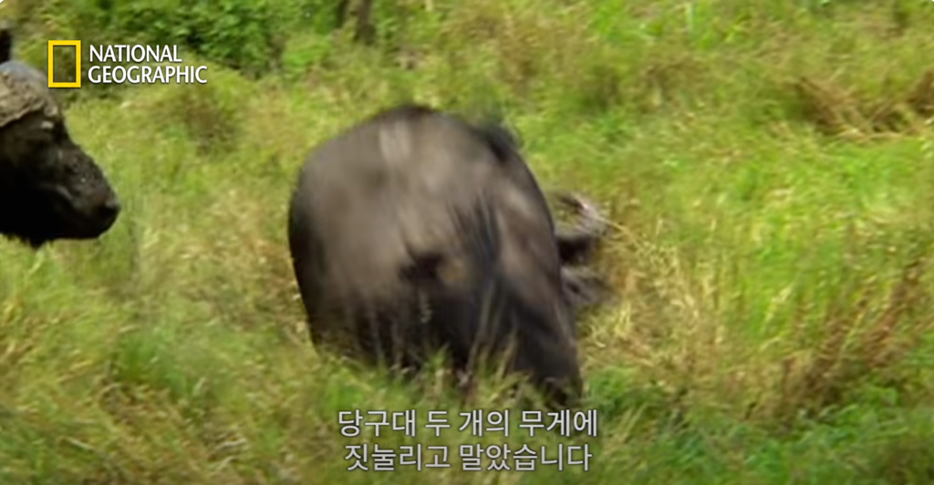 들소 이미지