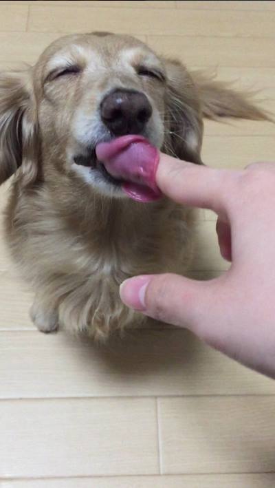 솜사탕 이미지