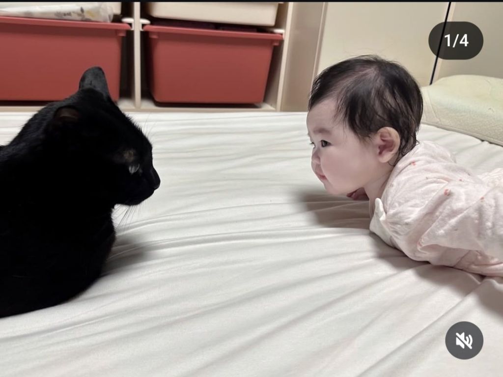 다홍 이미지
