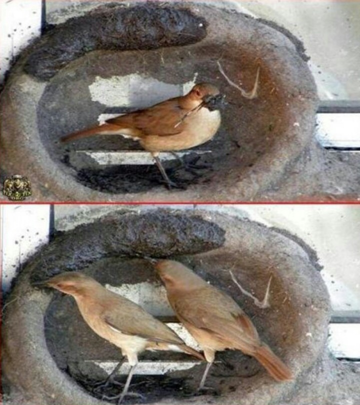 둥지 이미지