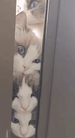 집사가 안에서 뭐하는지 궁금한 고양이들 | 인스티즈