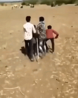 주인이 폭행당하는 것을 본 소 | 인스티즈