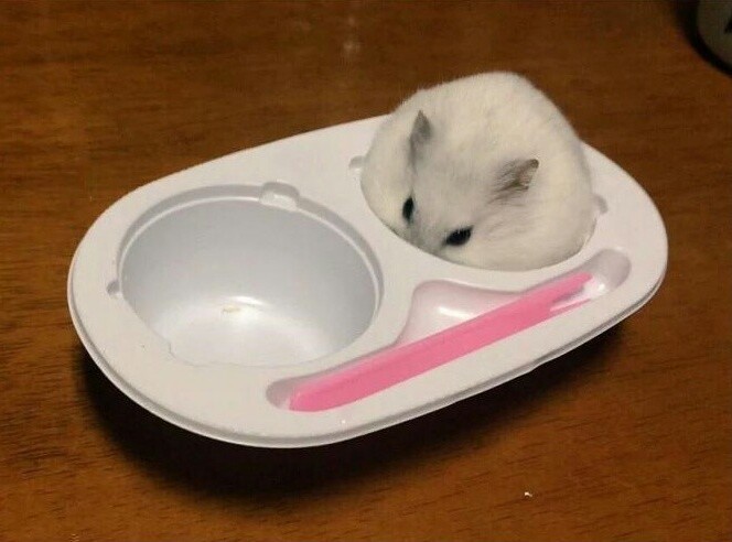 찰떡이네 이미지