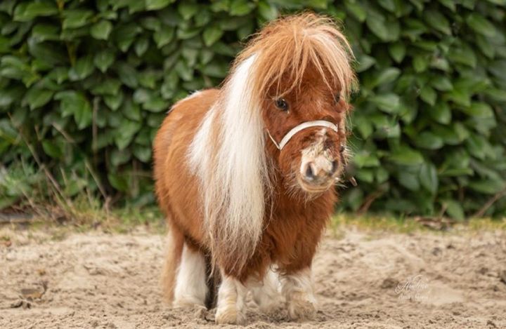 세계에서 가장 작은 말…키 52.6㎝, 귀여움 만렙 | 인스티즈