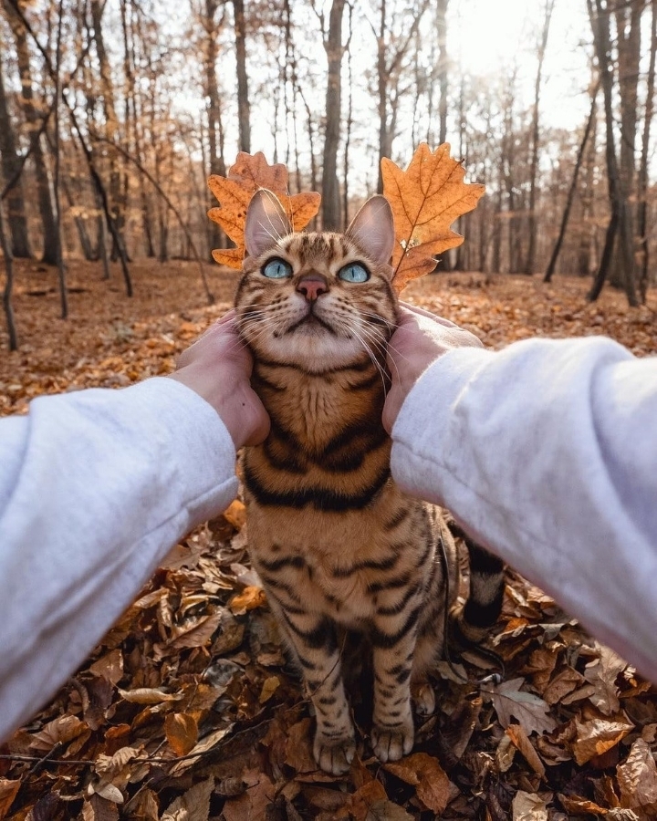 주인과 세계 여행다니는 뱅갈고양이 | 인스티즈