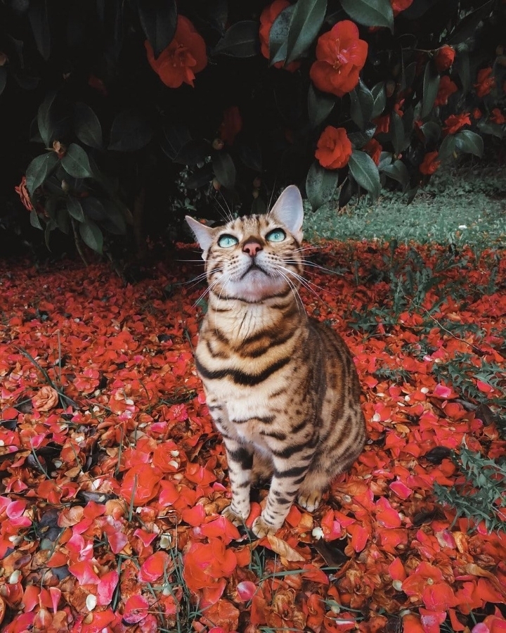 주인과 세계 여행다니는 뱅갈고양이 | 인스티즈