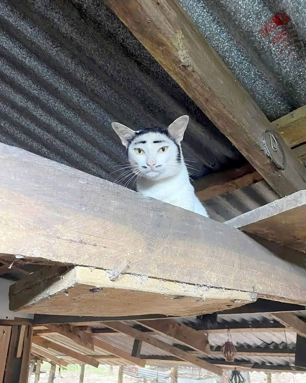 오묘 이미지