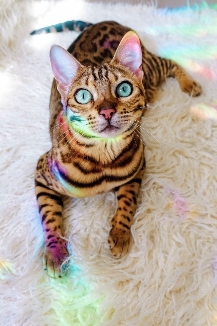 주인과 세계 여행다니는 뱅갈고양이 | 인스티즈