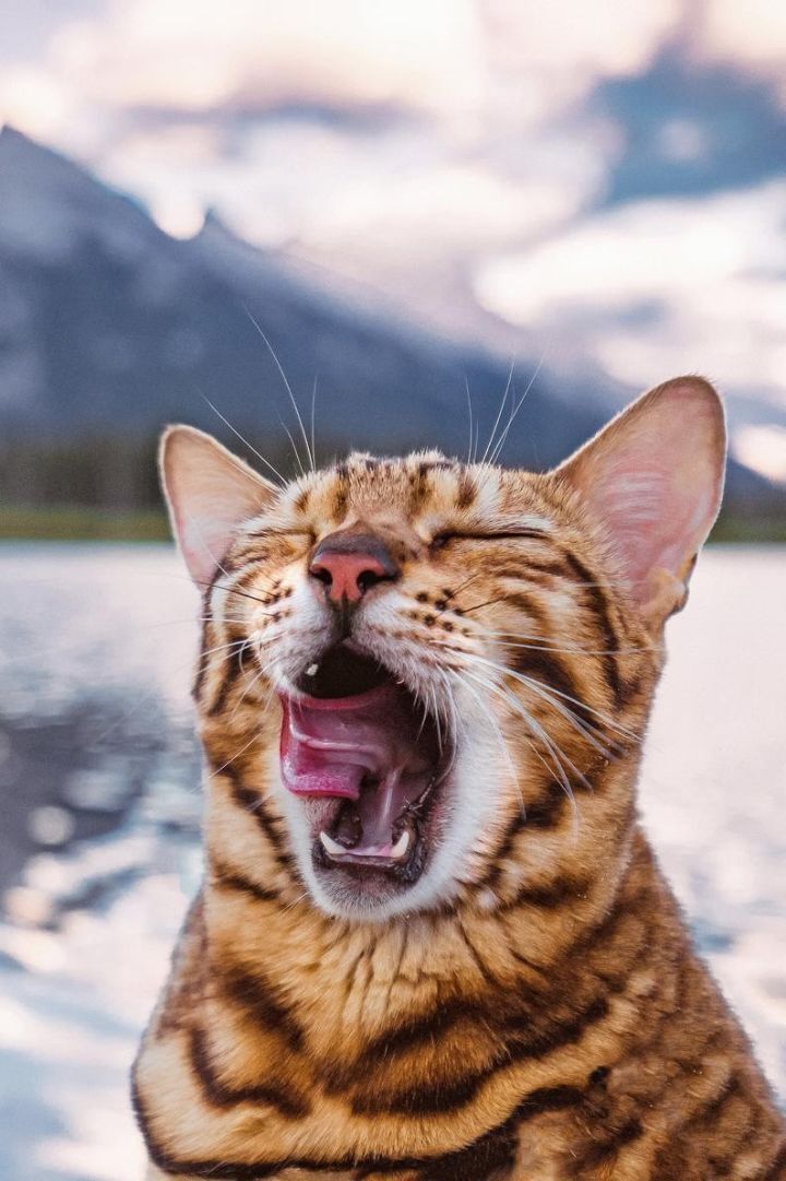 주인과 세계 여행다니는 뱅갈고양이 | 인스티즈