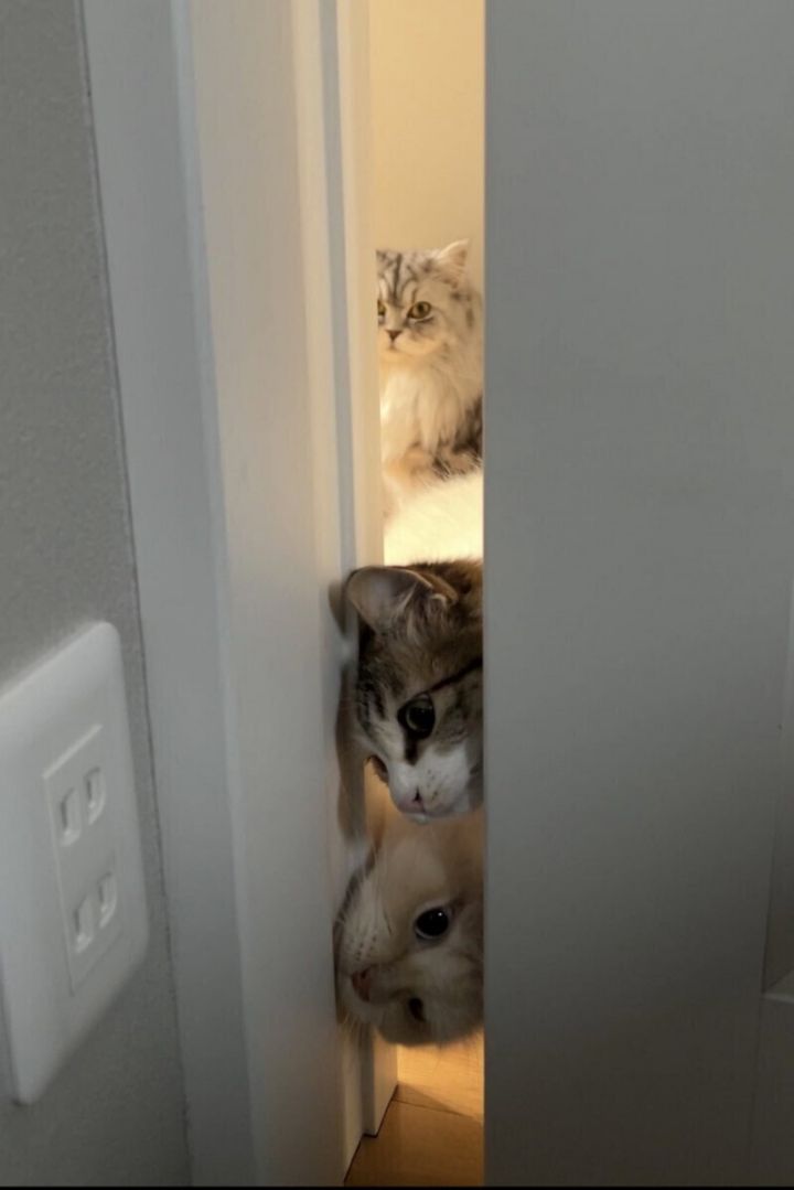 집사가 안에서 뭐하는지 궁금한 고양이들 | 인스티즈