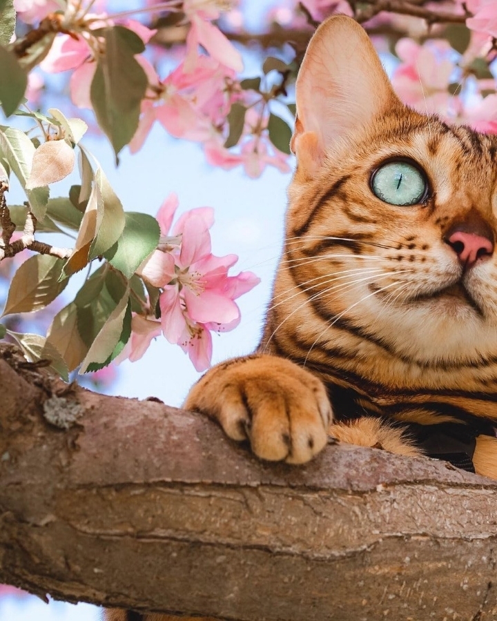주인과 세계 여행다니는 뱅갈고양이 | 인스티즈