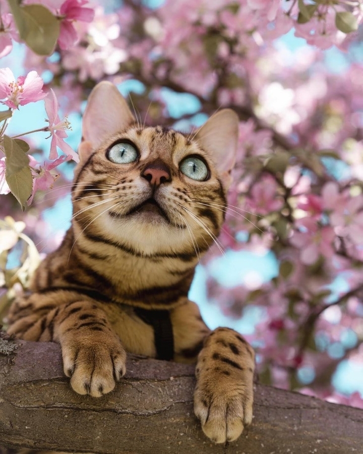 주인과 세계 여행다니는 뱅갈고양이 | 인스티즈