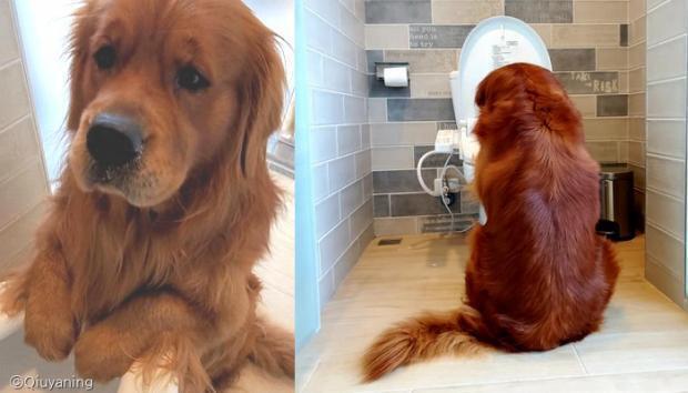 멍멍이에게 장난감이 변기 물에 떠내려갔다고 하자... | 인스티즈