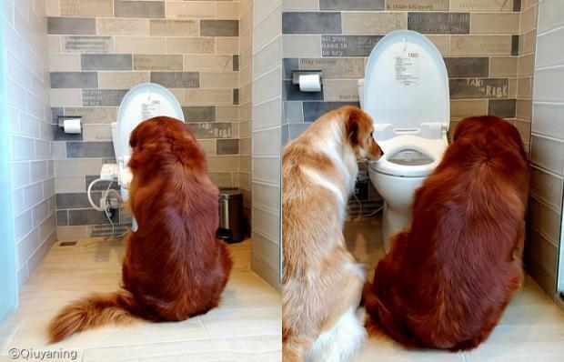 멍멍이에게 장난감이 변기 물에 떠내려갔다고 하자... | 인스티즈