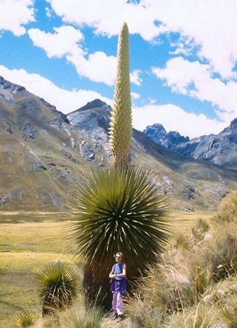 안데스(Andes) 이미지