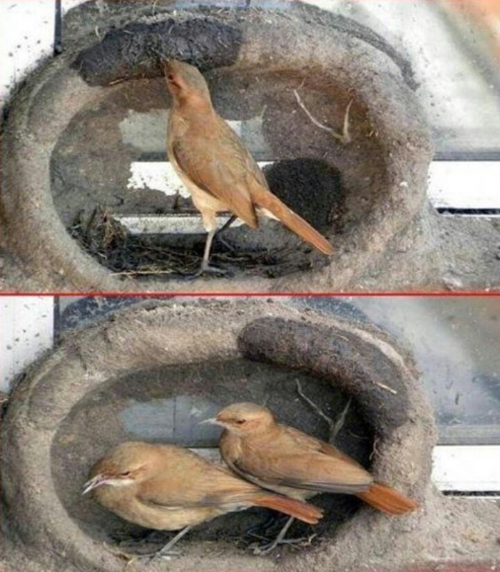 둥지 이미지
