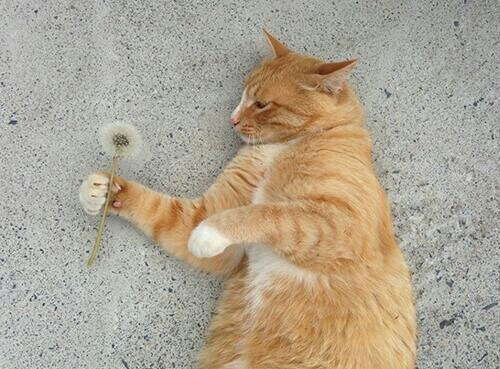 낭만고양이 이미지