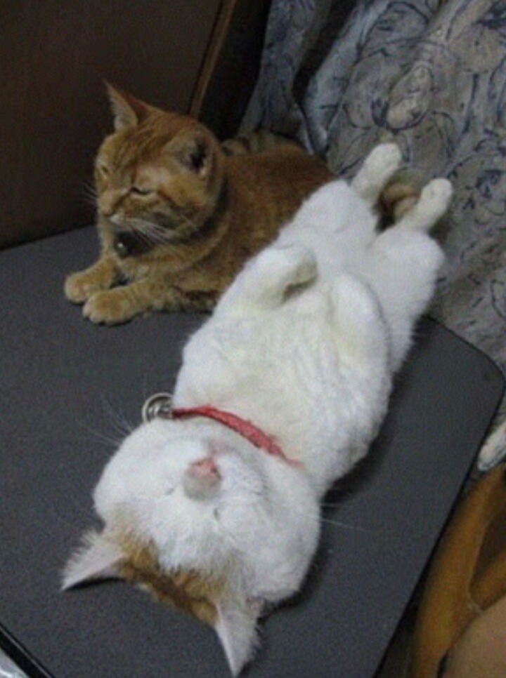 잠꾸러기 이미지