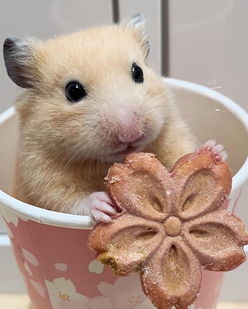 쿠키먹는 햄스터 - ㆍ신박한 사진방 - 한류열풍 사랑