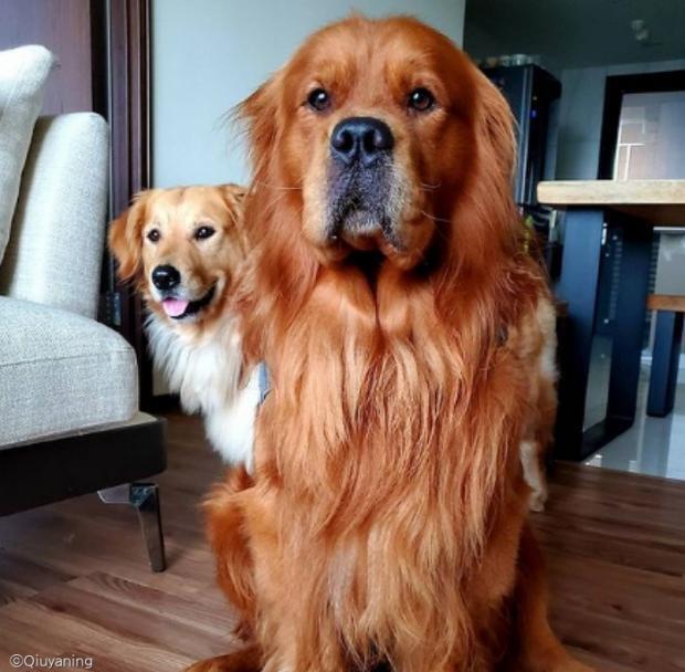 멍멍이에게 장난감이 변기 물에 떠내려갔다고 하자... | 인스티즈