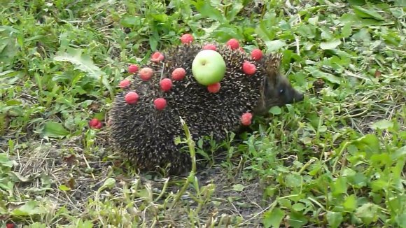 조선의 오이 도둑, 고슴도치 | 인스티즈