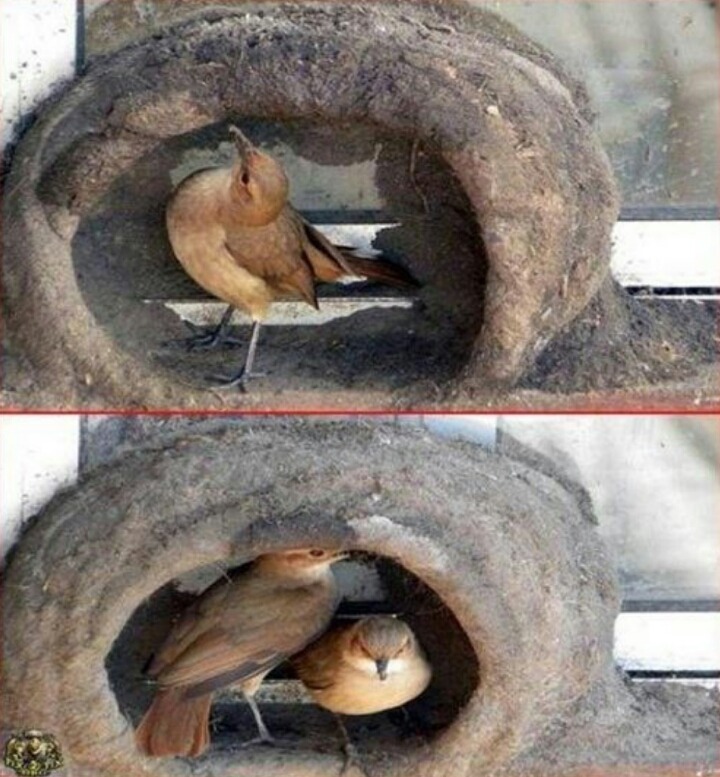 둥지 이미지