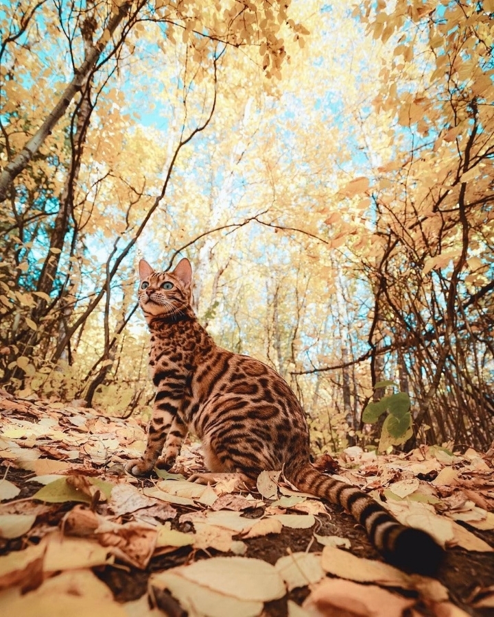 주인과 세계 여행다니는 뱅갈고양이 | 인스티즈