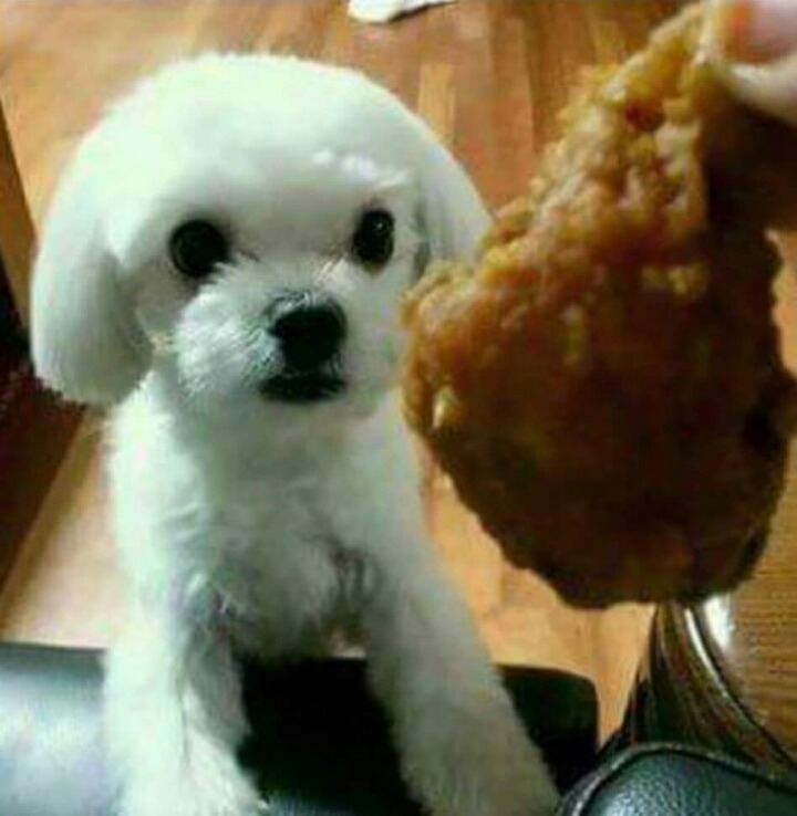 못된강아지 이미지