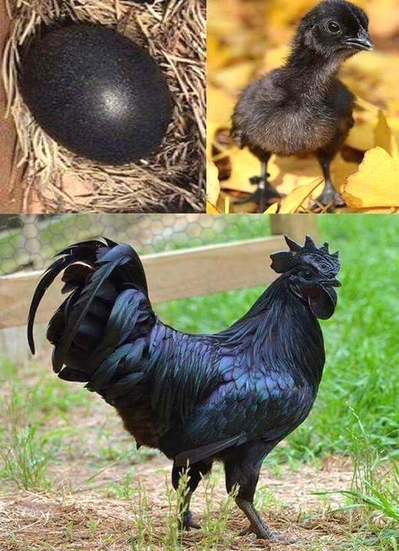 광천 진 새우젓 이미지