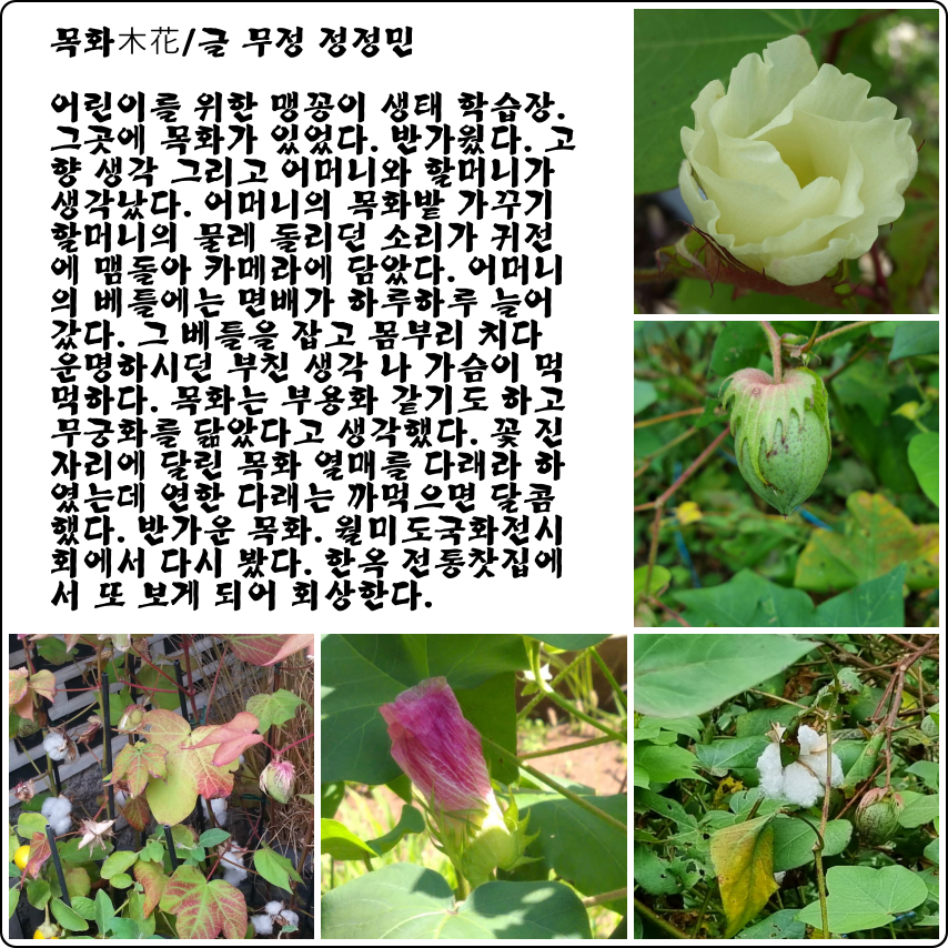 목화 이미지