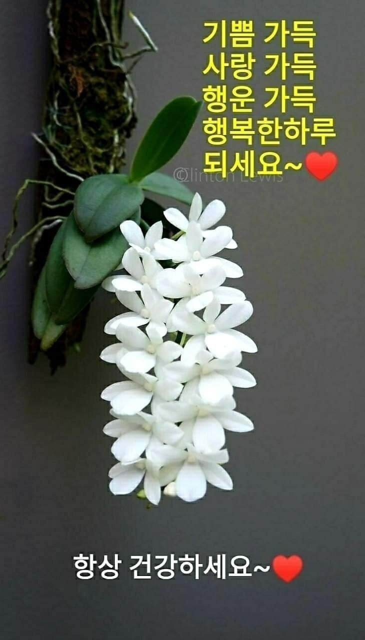 행운 이미지