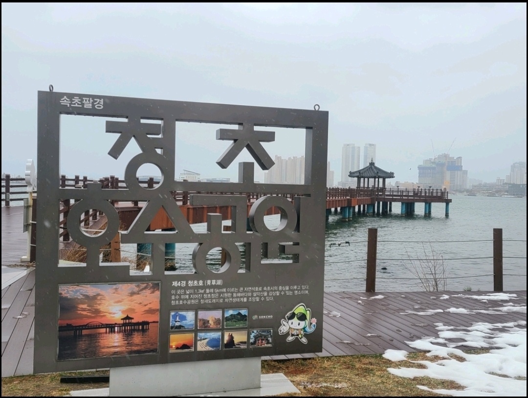 청초화 이미지