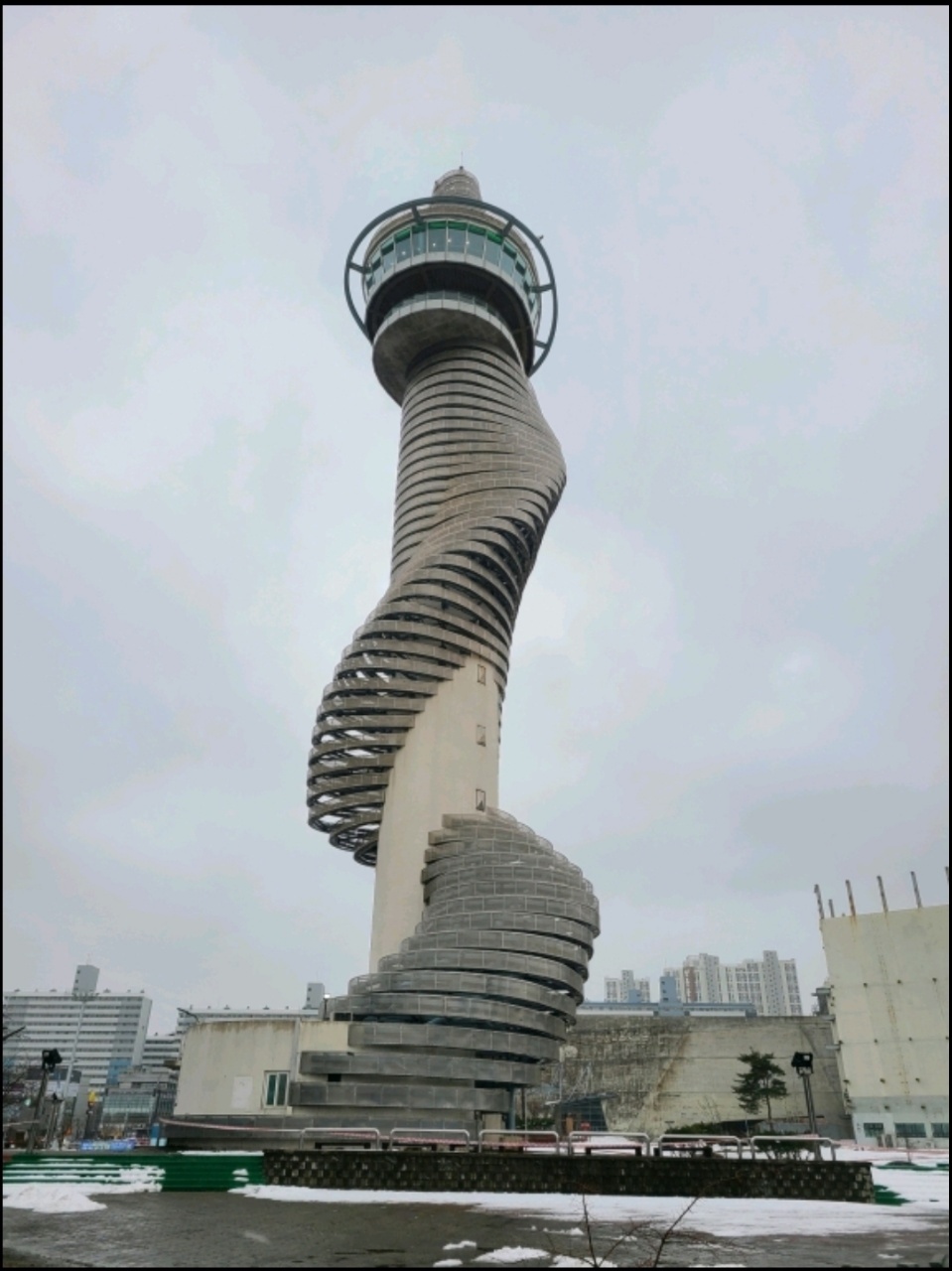 청초화 이미지
