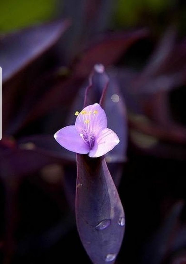 닛시레 이미지